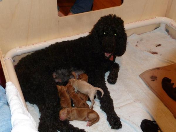 Daisy and her ten tiny poodle babies.
